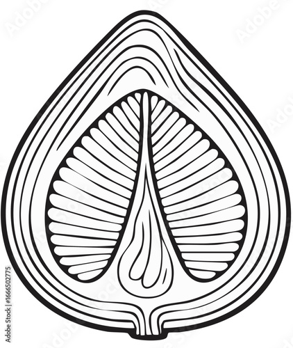 Detailed cutaway illustration of an abstract fruit, showcasing its intricate internal structures with bold linework.
