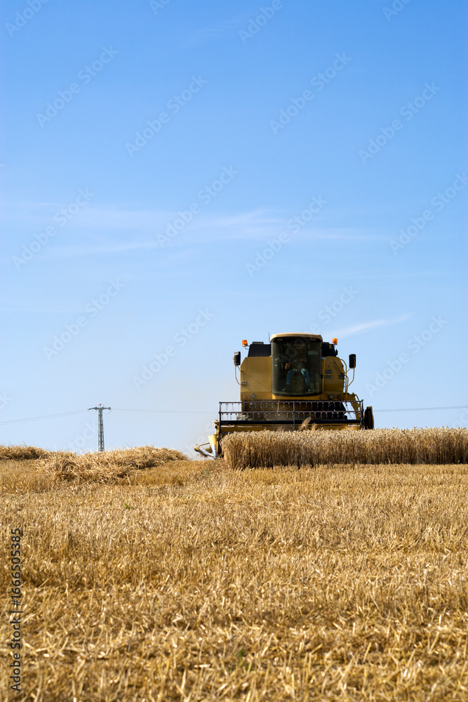 Obraz premium wheat harvesting - combine harvester on field frontal view