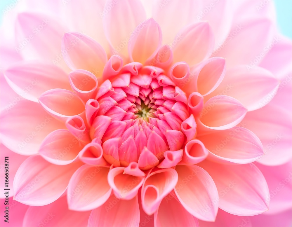 Fototapeta premium A close-up view of a vibrant, delicate pink dahlia flower, showcasing the intricate details of its petals and the soft gradient of color.