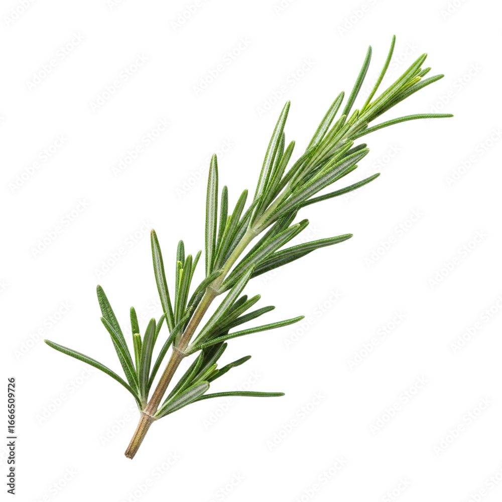 Fototapeta premium Photo of a fresh sprig of rosemary herb with green leaves, isolated on transparent background, perfect for culinary use and seasoning