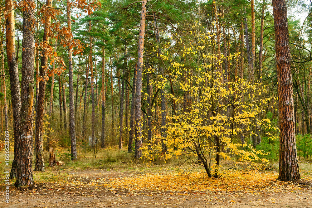 Fototapeta premium Yellow Autumn Tree in a Pine Forest