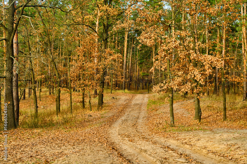 Fototapeta premium Winding Dirt Road Through an Autumn Forest