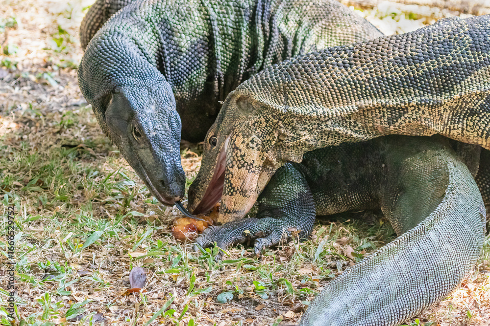 Obraz premium Pair of asian Water Monitor lizard (Varanus salvator) in Lumphini Park, downtown Bangkok. Examining piece of meat. One with mouth open, one with tongue extended.