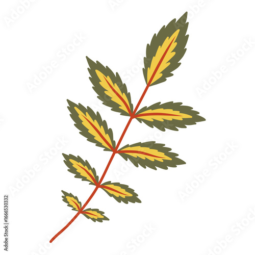 Rowan tree leaf single illustration. Yellow and green complex leaves on red stem. Isolated vector element on separate background.