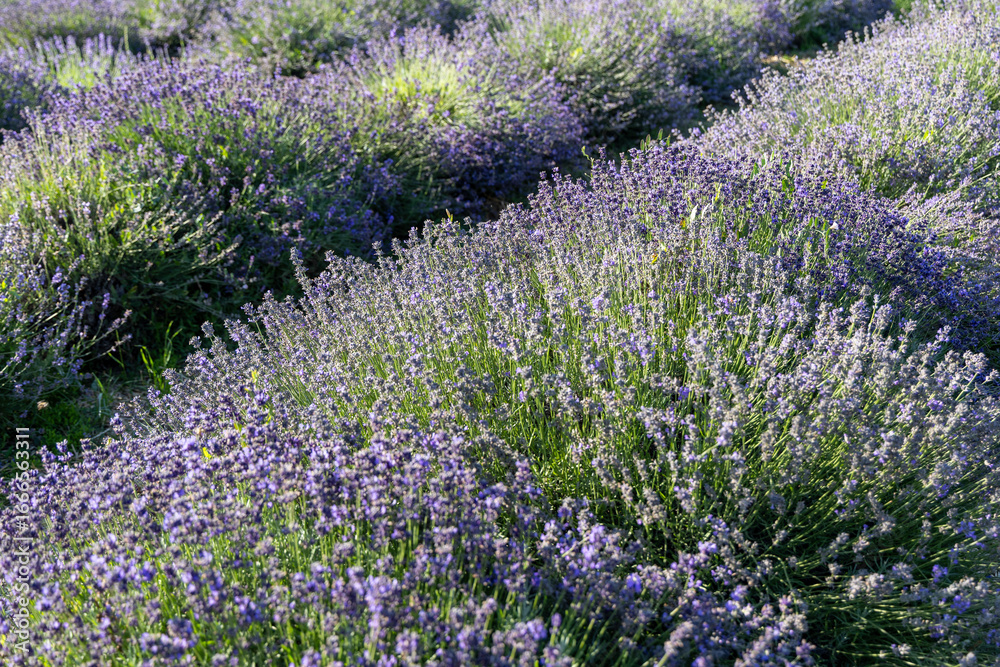 Naklejka premium Lavender field in the summer day