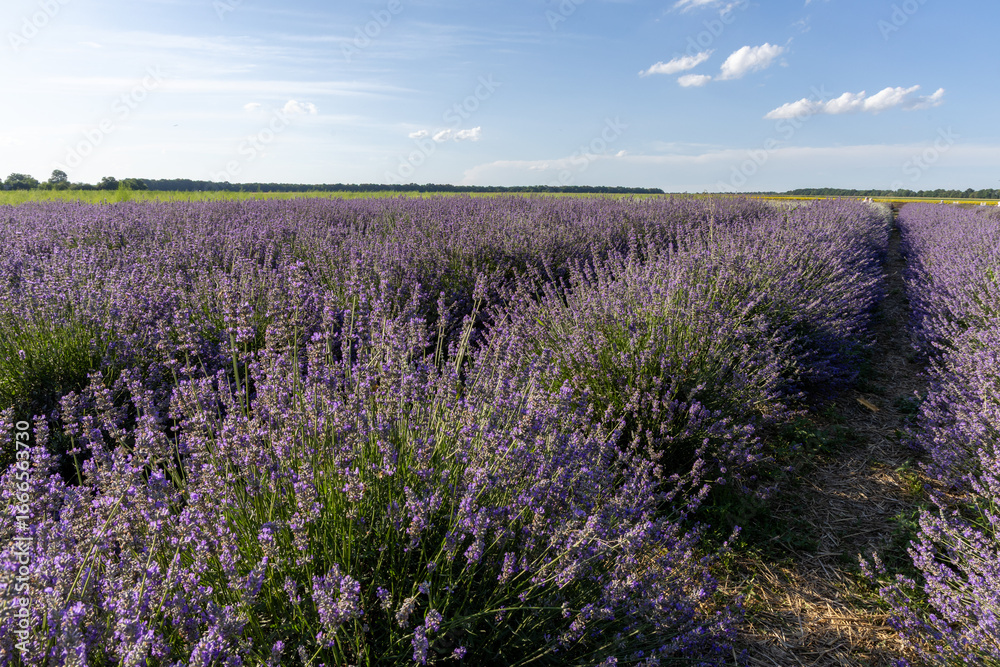Fototapeta premium Lavender field in the summer day