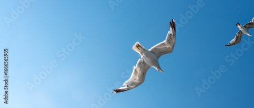 Birds soar gracefully in a clear blue sky during a sunny afternoon in a coastal area