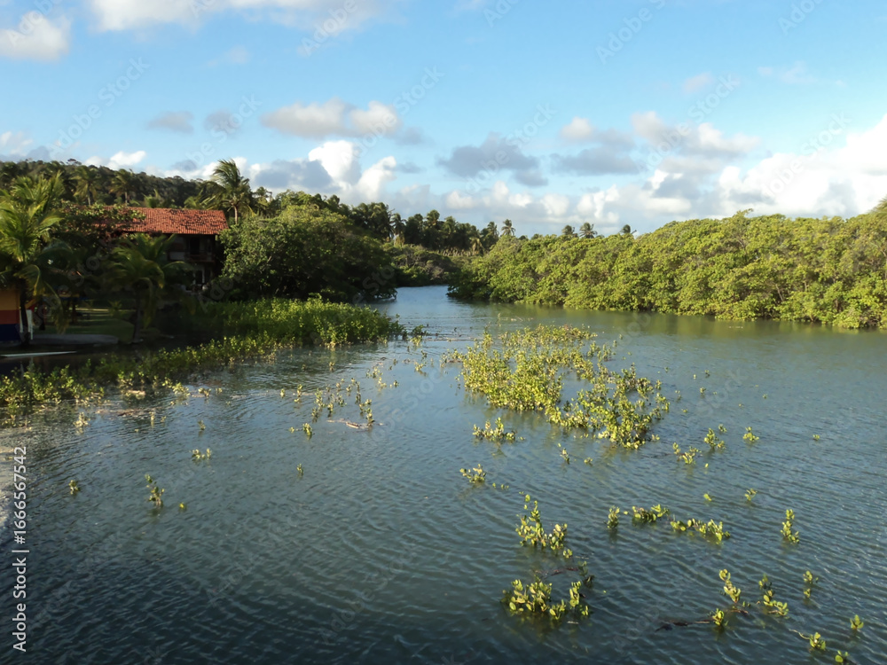 Fototapeta premium Mangrove