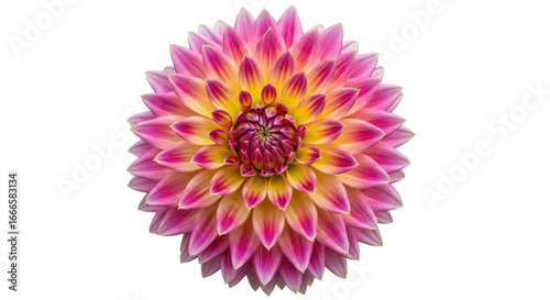 Tableau sur toile Isolated Dahlia Flower Head