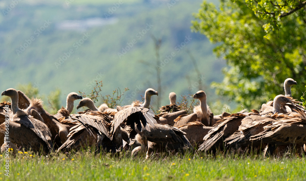 Fototapeta premium Vautour fauve, Gyps fulvus, Griffon Vulture, Parc naturel régional des grands causses 48, Lozere, France