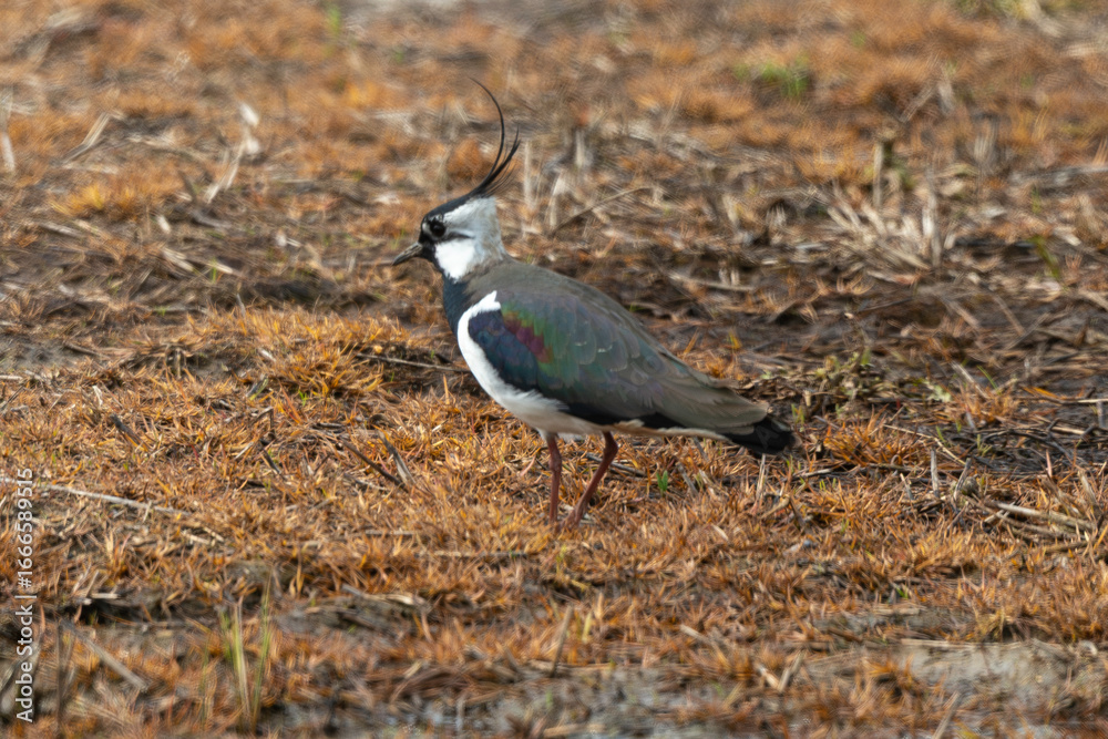 Obraz premium Vanneau huppé, Vanellus vanellus, Northern Lapwing