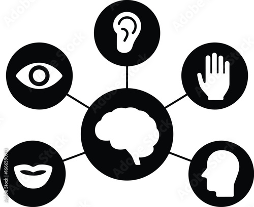 Diagram of the five senses connected to the brain in a circular infographic