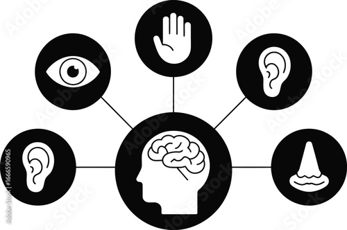 Diagram of the five senses connected to the brain in a circular infographic