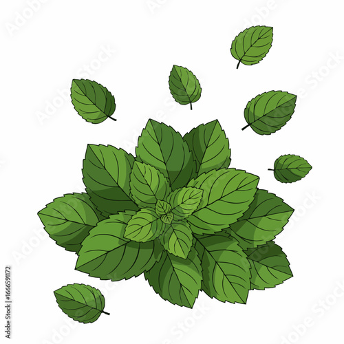 Fresh Mint Plant Vector Illustration for Healthy Food