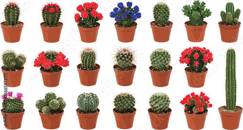 Collection of colorful potted cacti and succulents, various species and flowers, isolated on white background, desert houseplants indoor decor