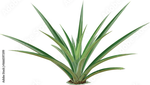 Fresh pineapple plant isolated on white background, spiky tropical leaves, exotic agriculture concept, botanical close-up for gardening and farming