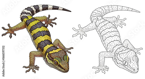 Amazon Forest Gecko Dual Reptile Coloring Page Full Color and Outline Illustration