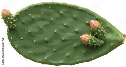 Green prickly pear cactus pad with new buds, isolated on white background, desert plant, tropical succulent, natural botanical texture