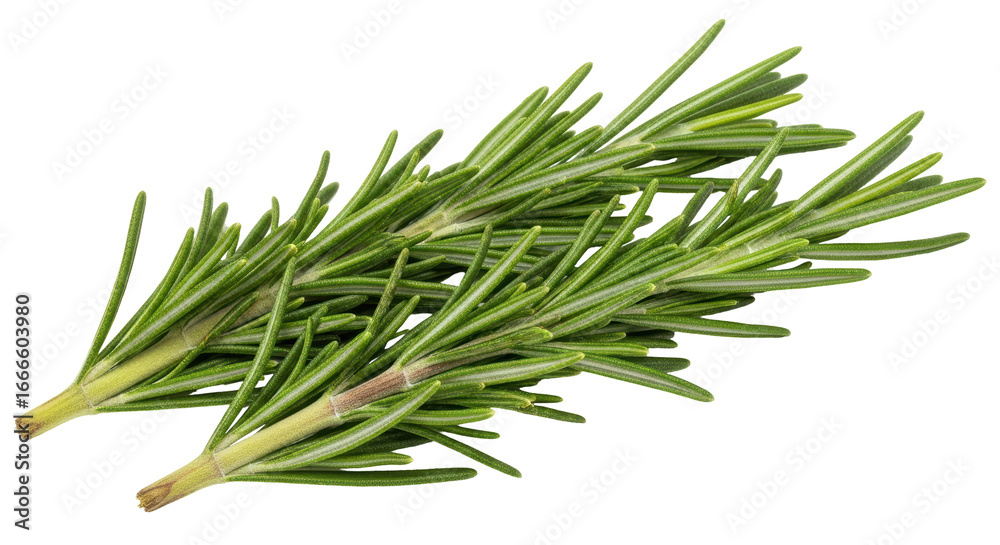 Fototapeta premium Isolated Rosemary