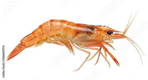 Photos Isolated Shrimp