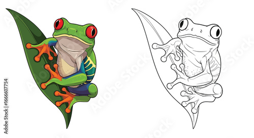 Amazon Red-Eyed Tree Frog Coloring Page with Dual Amphibians Full Color Outline