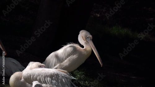A pelican clicks its beak. Great white pelicans migrate to Africa and Asia, where they have wintering grounds. A bird ringed by ornithologists and scientists has a tag on its leg.