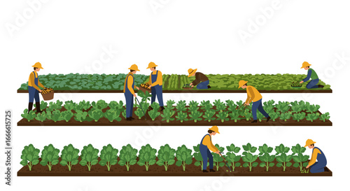 Farmers harvesting and cultivating crops in modern agriculture concept