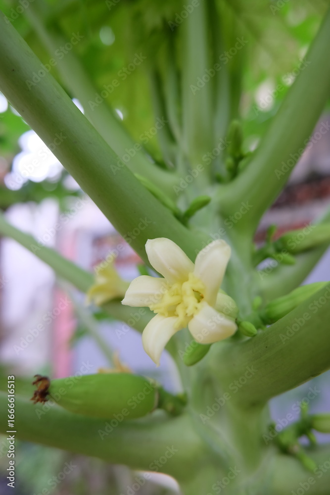 Fototapeta premium PAPAYA FLOWERS BLOOMING ON A TREE