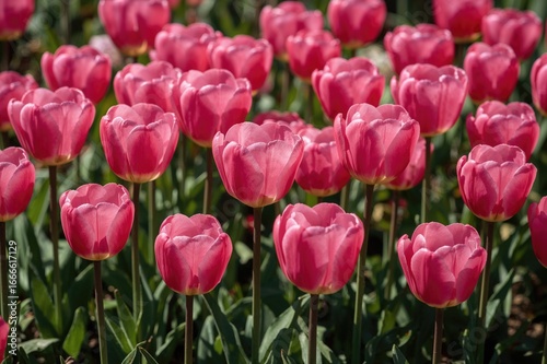 Cluster of pink tulips basking in sunlight, creating a lively floral background