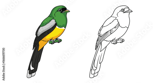 Black Tailed Trogon Tropical Bird Coloring Page with Detailed Outline and Full Color Version