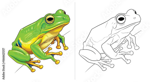 Amazon Bicolored Tree Frog Duo Coloring Page with a Colored and Outline Companion Design