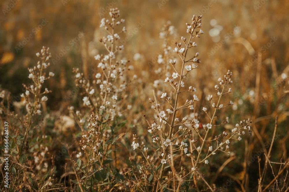Fototapeta premium Wild growth of Bacopa plants observed