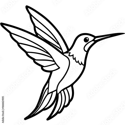 Xantus Hummingbird Fine Line Drawing Design