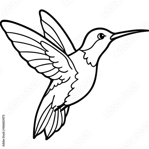 Xantus Hummingbird Fine Line Drawing Design