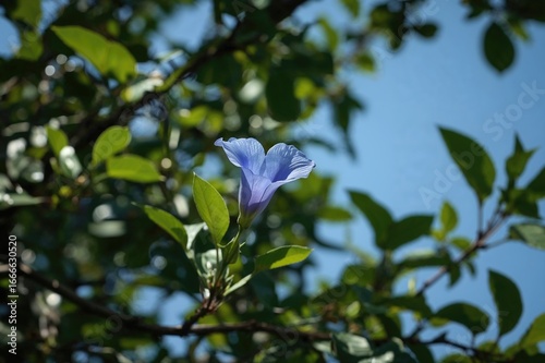 Blue blossoms of the butterfly pea plant