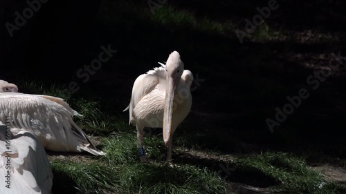 A pelican walks with a funny gait. The large, white bird clicks its beak. The pelican perches and tucks its beak into its feathers. Bird, ringed by ornithologists and scientists, has a tag on its leg