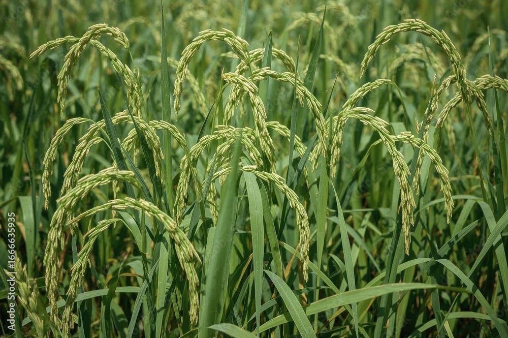 Obraz premium The flowers of Catabrosa aquatica closely resemble those of rice plants