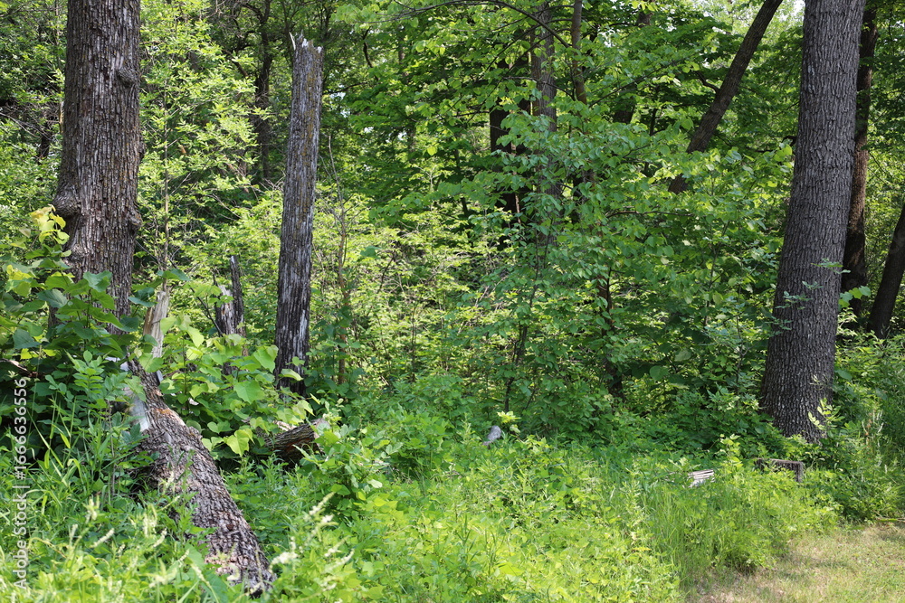 Obraz premium dense rich green boreal forest in bright sunshine (close-up, summer, sunny)