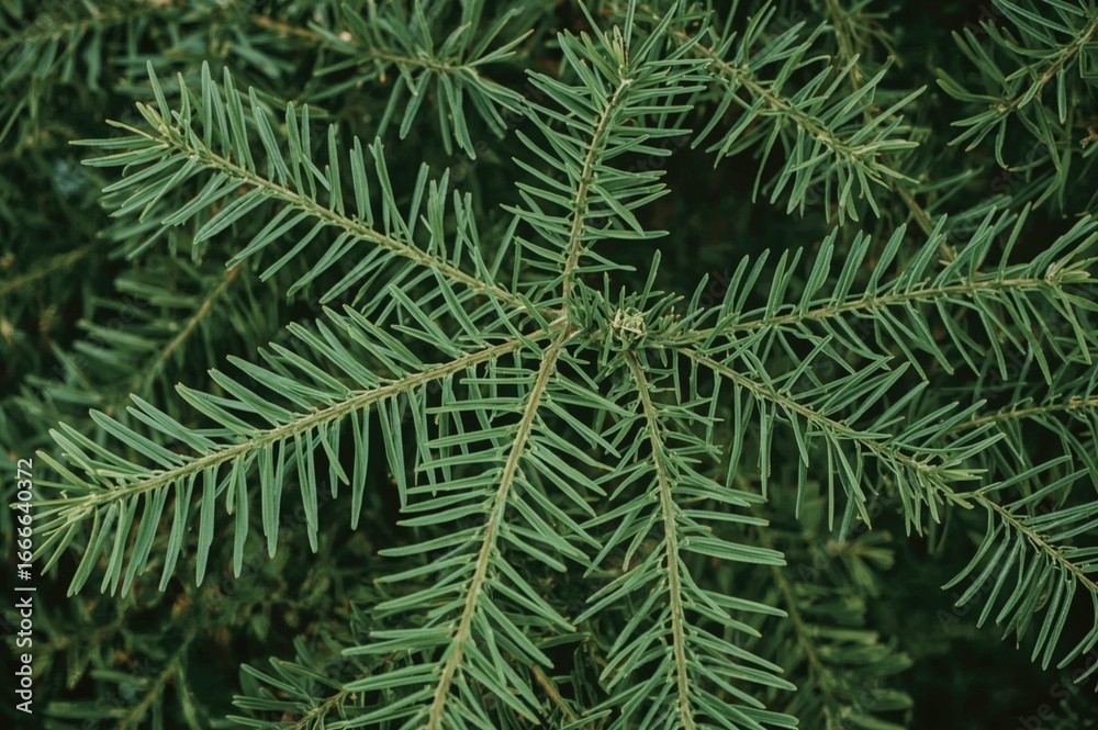 Fototapeta premium Metasequoia glyptostroboides, a deciduous conifer from Cupressaceae, known as a 'living fossil', commonly planted in parks and along roads for its attractive form.