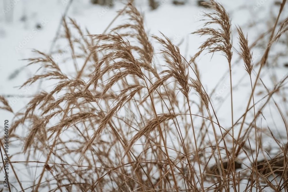 Obraz premium Close-up of brown dry grass against a snowy backdrop, showcasing natural plant details