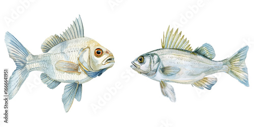 white perch watercolor vector illustration