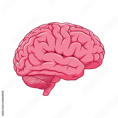 human brain isolated on white background
