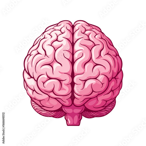 human brain vector illustration