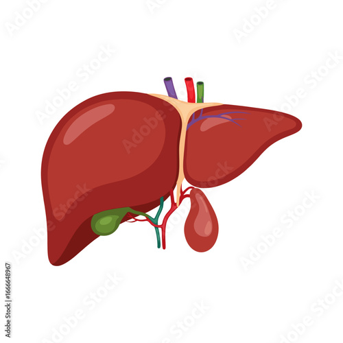 Anatomy of the human liver on white background
