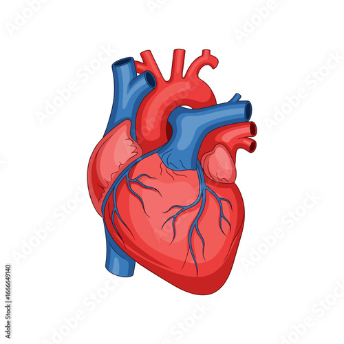 Anatomy of the human heart