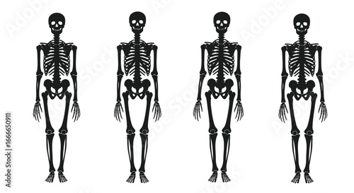 Four anatomical human skeletons standing front view detailed black and white medical art composition vector