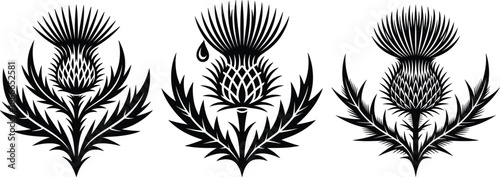Scottish Thistle Vector Set, Traditional Floral Emblem Illustrations.