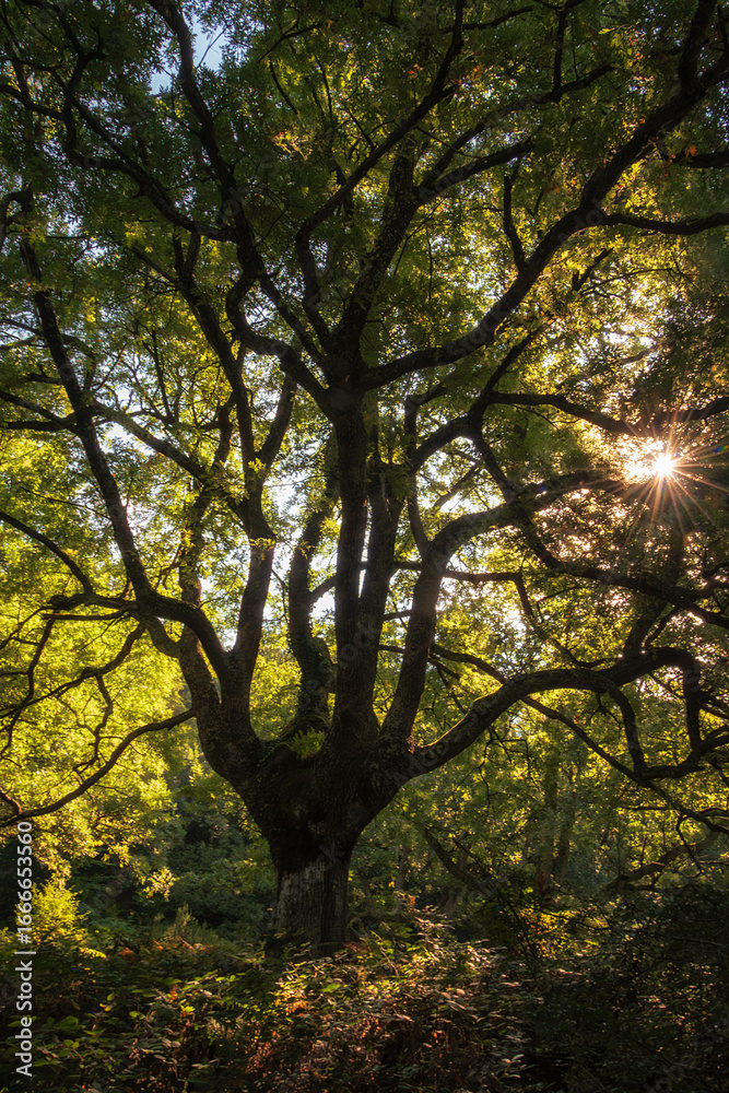 Obraz premium Waterfall and reflections in mountain stream