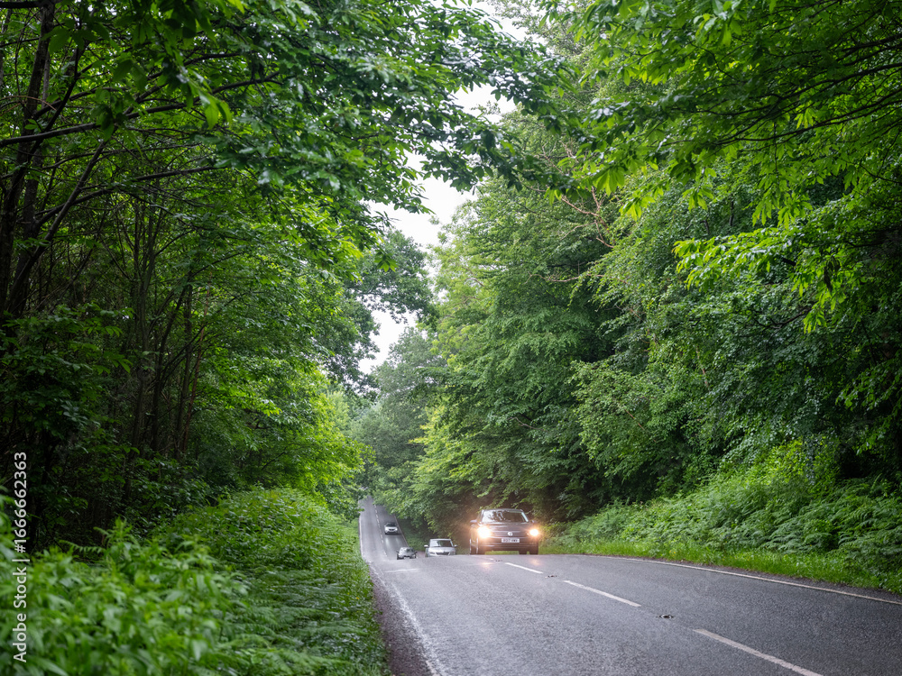 Fototapeta premium road and car between very green trees in summer forest in the south of england
