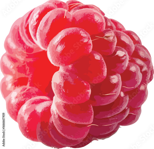 Single Red Raspberry Detailed Closeup Illustration